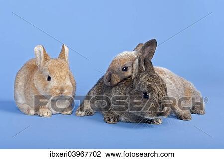 Three Domestic Rabbits (Oryctolagus cuniculus forma domestica) View Large Photo Image Stock Image - Three Domestic Rabbits (Oryctolagus cuniculus forma domestica). Fotosearch