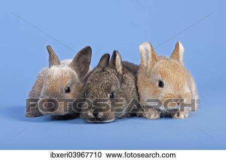Three Domestic Rabbits (Oryctolagus cuniculus forma domestica) View Large Photo Image Stock Image - Three Domestic Rabbits (Oryctolagus cuniculus forma domestica). Fotosearch