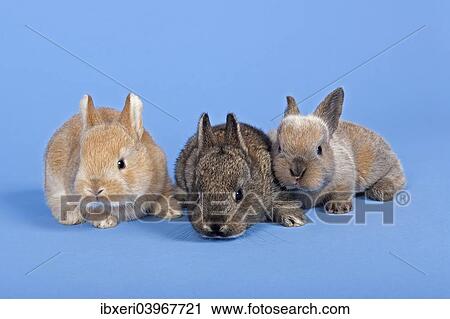 Stock Image - Three Domestic Rabbits (Oryctolagus cuniculus forma domestica). Fotosearch
