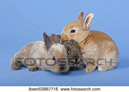 Three Domestic Rabbits (Oryctolagus cuniculus forma domestica) View Large Photo Image Stock Photograph - Three Domestic Rabbits (Oryctolagus cuniculus forma domestica). Fotosearch