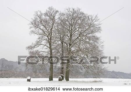 "Three European Beech (Fagus sylvatica) in winter, Wahner Heide, Cologne, North Rhine-Westphalia, Germany, Europe" View Large Photo Image Picture - "Three European Beech (Fagus sylvatica) in winter, Wahner Heide, Cologne, North Rhine-Westphalia, Germany, Europe". Fotosearch