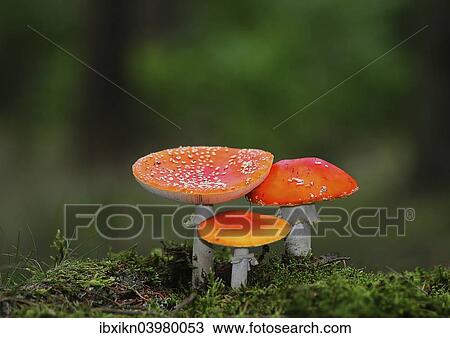 Three Fly Agaric (Amanita muscaria) toadstools in a forest View Large Photo Image Stock Image - Three Fly Agaric (Amanita muscaria) toadstools in a forest. Fotosearch