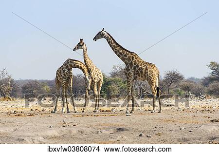 Picture - "Three giraffes (Giraffa camelopardis), Etosha National Park, Namibia, Africa". Fotosearch
