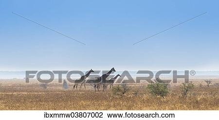"Three giraffes (Giraffa camelopardis) walking through the dry grass, Etosha National Park, Namibia, Africa" View Large Photo Image Stock Image - "Three giraffes (Giraffa camelopardis) walking through the dry grass, Etosha National Park, Namibia, Africa". Fotosearch