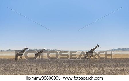 "Three giraffes (Giraffa camelopardis) walking through the dry grass, Etosha National Park, Namibia, Africa" View Large Photo Image Stock Photography - "Three giraffes (Giraffa camelopardis) walking through the dry grass, Etosha National Park, Namibia, Africa". Fotosearch