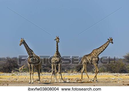 "Three giraffes (Giraffa camelopardalis) at the Chudob waterhole, Etosha National Park, Namibia, Africa" View Large Photo Image Picture - "Three giraffes (Giraffa camelopardalis) at the Chudob waterhole, Etosha National Park, Namibia, Africa". Fotosearch