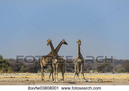 "Three giraffes (Giraffa camelopardalis) at Chudob waterhole, Etosha National Park, Namibia, Africa" View Large Photo Image Stock Image - "Three giraffes (Giraffa camelopardalis) at Chudob waterhole, Etosha National Park, Namibia, Africa". Fotosearch