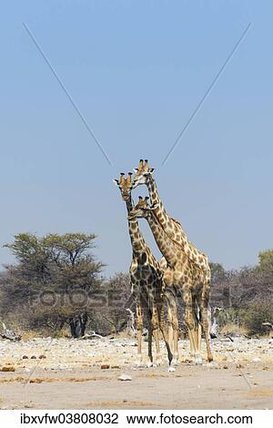 "Three giraffes (Giraffa camelopardalis), Etosha National Park, Namibia, Africa" View Large Photo Image Stock Image - "Three giraffes (Giraffa camelopardalis), Etosha National Park, Namibia, Africa". Fotosearch