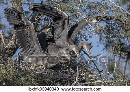 "Three Grey Herons (Ardea cinerea) defending their nest, Camargue, France, Europe" View Large Photo Image Stock Image - "Three Grey Herons (Ardea cinerea) defending their nest, Camargue, France, Europe". Fotosearch