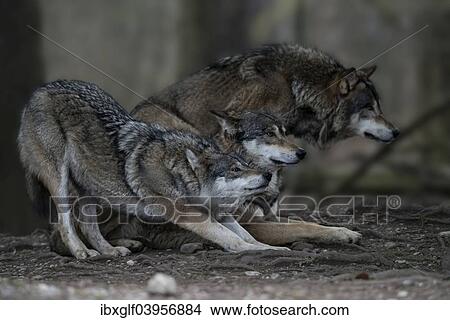 "Three Grey Wolves(Canis lupus), Jamtland County, Sweden, Europe" View Large Photo Image Picture - "Three Grey Wolves(Canis lupus), Jamtland County, Sweden, Europe". Fotosearch