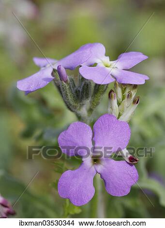 "Three-horned Stock (Matthiola tricuspidata), inflorescence, Dilek National Park, Kusadasi, Aydin province, Aegean region, Turkey, Asia" View Large Photo Image Picture - "Three-horned Stock (Matthiola tricuspidata), inflorescence, Dilek National Park, Kusadasi, Aydin province, Aegean region, Turkey, Asia". Fotosearch