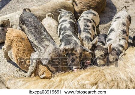 "Three Mangalitsa pigs and four black-speckled Turopolje pigs (Sus scrofa domestica), piglets suckling, Tyrol, Austria, Europe" View Large Photo Image Stock Image - "Three Mangalitsa pigs and four black-speckled Turopolje pigs (Sus scrofa domestica), piglets suckling, Tyrol, Austria, Europe". Fotosearch