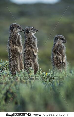 "Three Meerkats (Suricata suricatta), Little Karoo, Western Cape, South Africa, Africa" View Large Photo Image Stock Image - "Three Meerkats (Suricata suricatta), Little Karoo, Western Cape, South Africa, Africa". Fotosearch