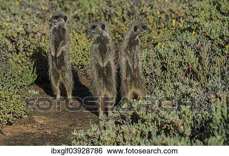 "Three Meerkats (Suricata suricatta), Little Karoo, Western Cape, South Africa, Africa" View Large Photo Image Stock Photograph - "Three Meerkats (Suricata suricatta), Little Karoo, Western Cape, South Africa, Africa". Fotosearch