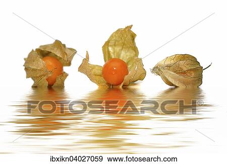 Three Physalis (Physalis) View Large Photo Image Stock Photo - Three Physalis (Physalis). Fotosearch