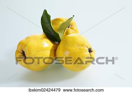 Three quinces (Cydonia oblonga) with leaves View Large Photo Image Stock Photo - Three quinces (Cydonia oblonga) with leaves. Fotosearch