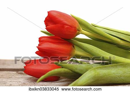 Stock Photography - Three red Tulips (Tulipa). Fotosearch