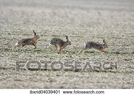 "Three running hares (Lepus europaeus) in a field in the mating season, North Rhine-Westphalia, Germany, Europe" View Large Photo Image Stock Image - "Three running hares (Lepus europaeus) in a field in the mating season, North Rhine-Westphalia, Germany, Europe". Fotosearch