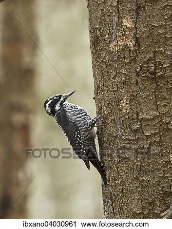 "Three-toed woodpecker (Picoides tridactylus), female, Tyrol, Austria, Europe" View Large Photo Image Stock Image - "Three-toed woodpecker (Picoides tridactylus), female, Tyrol, Austria, Europe". Fotosearch