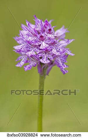 "Three-toothed Orchid (Neotinea tridentata), flowering, Thuringia, Germany, Europe" View Large Photo Image Picture - "Three-toothed Orchid (Neotinea tridentata), flowering, Thuringia, Germany, Europe". Fotosearch