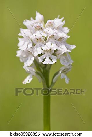 "Three-toothed Orchid (Neotinea tridentata), flowering, white colour variant, Thuringia, Germany, Europe" View Large Photo Image Stock Photography - "Three-toothed Orchid (Neotinea tridentata), flowering, white colour variant, Thuringia, Germany, Europe". Fotosearch