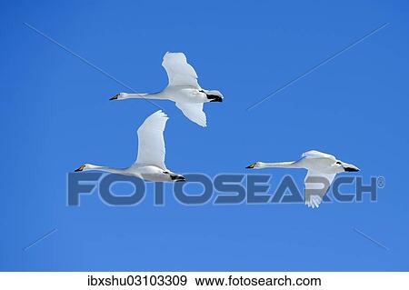 Stock Photo - "Three Whooper Swans (Cygnus cygnus) in flight, Kussharo Lake, Kawayu Onsen, Hokkaido, Japan, Asia". Fotosearch