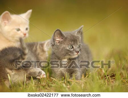 "Three young domestic cats, kittens, 6 weeks, playing on a meadow" View Large Photo Image Stock Photo - "Three young domestic cats, kittens, 6 weeks, playing on a meadow". Fotosearch