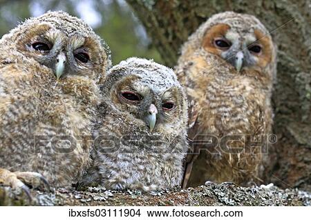 "Three young Tawny Owls or Brown Owls (Strix aluco) perched on a tree, Westerwald, Solms, Lahn-Dill Kreis, Hesse, Germany, Europe" View Large Photo Image Picture - "Three young Tawny Owls or Brown Owls (Strix aluco) perched on a tree, Westerwald, Solms, Lahn-Dill Kreis, Hesse, Germany, Europe". Fotosearch