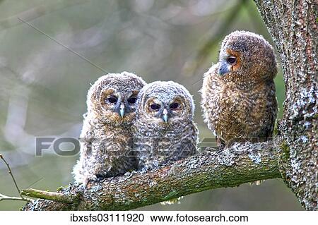 "Three young Tawny Owls or Brown Owls (Strix aluco) perched on a tree, Westerwald, Solms, Lahn-Dill Kreis, Hesse, Germany, Europe" View Large Photo Image Stock Image - "Three young Tawny Owls or Brown Owls (Strix aluco) perched on a tree, Westerwald, Solms, Lahn-Dill Kreis, Hesse, Germany, Europe". Fotosearch
