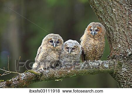 Stock Photo - "Three young Tawny Owls or Brown Owls (Strix aluco) perched on a tree, Westerwald, Solms, Lahn-Dill Kreis, Hesse, Germany, Europe". Fotosearch
