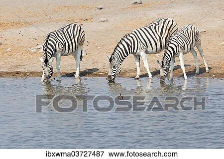 "Three zebras (Equus quagga) at the waterhole, Etosha National Park, Namibia, Africa" View Large Photo Image Stock Photo - "Three zebras (Equus quagga) at the waterhole, Etosha National Park, Namibia, Africa". Fotosearch
