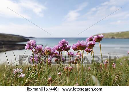 "Thrift, Sea-pink (Armeria maritima), Mizen Head Peninsula, West Cork, Republic of Ireland, British Isles, Europe" View Large Photo Image Stock Image - "Thrift, Sea-pink (Armeria maritima), Mizen Head Peninsula, West Cork, Republic of Ireland, British Isles, Europe". Fotosearch