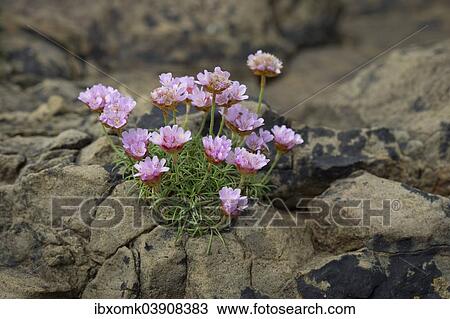 "Thrift, Sea Thrift or Sea Pink (Armeria maritima) flowering, on rocks, Suouroy, Faroe Islands, Denmark, Europe" View Large Photo Image Stock Image - "Thrift, Sea Thrift or Sea Pink (Armeria maritima) flowering, on rocks, Suouroy, Faroe Islands, Denmark, Europe". Fotosearch