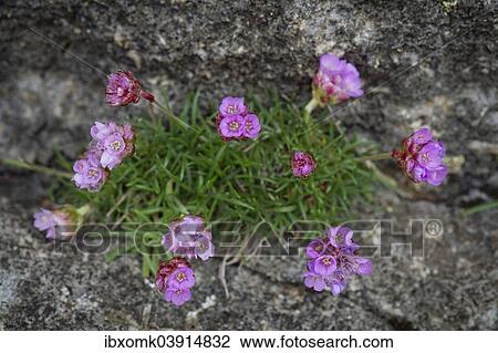"Thrift, Sea Thrift or Sea Pink (Armeria maritima), Faroe Islands, Denmark, Europe" View Large Photo Image Stock Image - "Thrift, Sea Thrift or Sea Pink (Armeria maritima), Faroe Islands, Denmark, Europe". Fotosearch