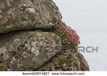 "Thrift, Sea Thrift or Sea Pink (Armeria maritima), Faroe Islands, Denmark, Europe" View Large Photo Image Stock Photo - "Thrift, Sea Thrift or Sea Pink (Armeria maritima), Faroe Islands, Denmark, Europe". Fotosearch