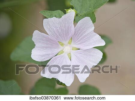 Stock Image - "Thuringian Tree Mallow (Lavatera thuringiaca), flowering, Thuringia, Germany, Europe". Fotosearch