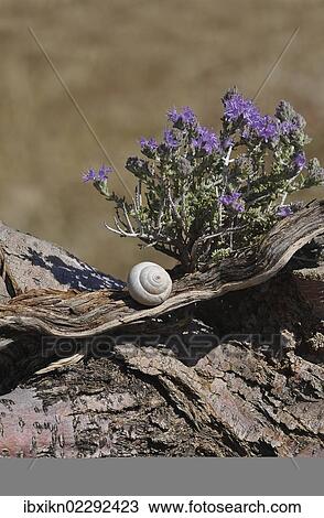 "Thyme (Thymus vulgaris), flowering, with the shell of a snail (Helicidae), Crete, Greece, Europe" View Large Photo Image Stock Image - "Thyme (Thymus vulgaris), flowering, with the shell of a snail (Helicidae), Crete, Greece, Europe". Fotosearch