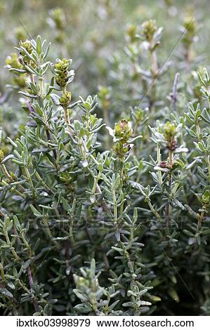 Thyme (Thymus vulgaris) View Large Photo Image Stock Photo - Thyme (Thymus vulgaris). Fotosearch
