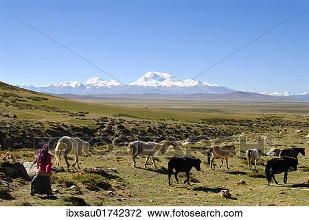 Stock Image - "Tibetan nomads, shepherdess driving horses across the wide plateau, Kailash Kora, snow-covered mountain of Gurla Mandhata, 7694 m altitude, Himalayas, Western Tibet, Tibet Autonomous Region, People's Republic of China, Asia". Fotosearch