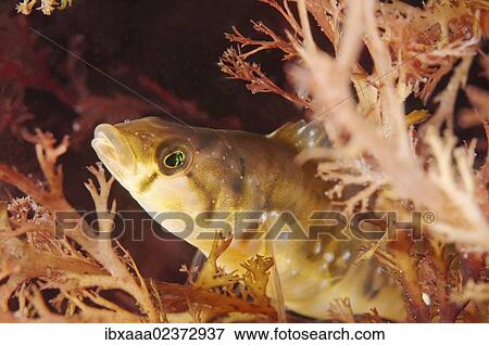"Tidepool gunnel or Clouded blenny (Pholis nebulosus), Japan Sea, Far East, Primorsky Krai, Russian Federation" View Large Photo Image Stock Photo - "Tidepool gunnel or Clouded blenny (Pholis nebulosus), Japan Sea, Far East, Primorsky Krai, Russian Federation". Fotosearch