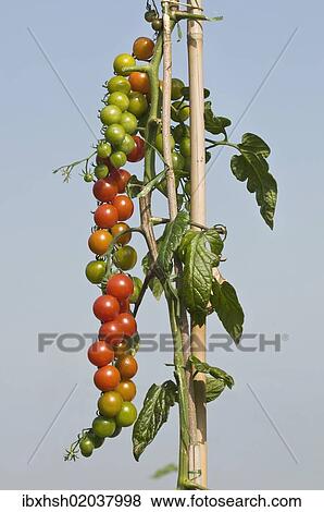 "Tied up tomato vine with many tomatoes, own garden, self-supply" View Large Photo Image Stock Photo - "Tied up tomato vine with many tomatoes, own garden, self-supply". Fotosearch
