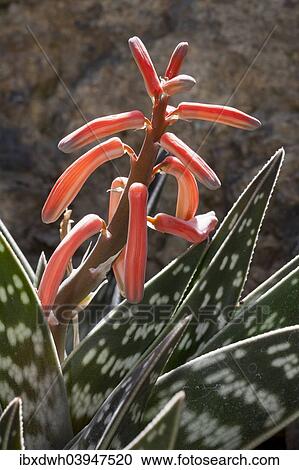 "Tiger Aloe (Aloe variegata), North Rhine-Westphalia, Germany, Europe" View Large Photo Image Stock Image - "Tiger Aloe (Aloe variegata), North Rhine-Westphalia, Germany, Europe". Fotosearch