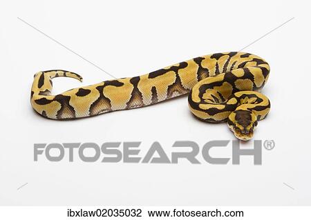 "Tiger Ball Python or Royal Python (Python regius), female" View Large Photo Image Stock Image - "Tiger Ball Python or Royal Python (Python regius), female". Fotosearch