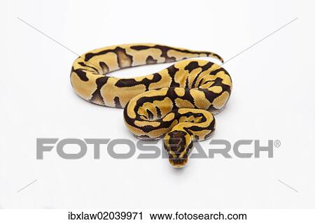 "Tiger Ball Python or Royal Python (Python regius), female" View Large Photo Image Stock Image - "Tiger Ball Python or Royal Python (Python regius), female". Fotosearch