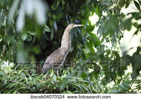 "Tiger Heron (Tigrisoma sp. ), Tortuguero National Park, Limon Province, Costa Rica, North America" View Large Photo Image Picture - "Tiger Heron (Tigrisoma sp. ), Tortuguero National Park, Limon Province, Costa Rica, North America". Fotosearch
