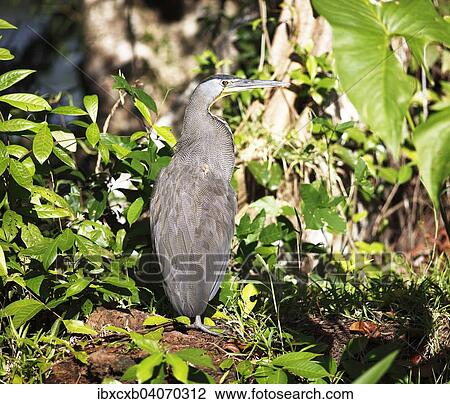 "Tiger Heron (Tigrisoma sp. ), Tortuguero National Park, Limon Province, Costa Rica, North America" View Large Photo Image Stock Image - "Tiger Heron (Tigrisoma sp. ), Tortuguero National Park, Limon Province, Costa Rica, North America". Fotosearch