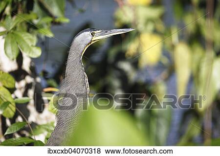 "Tiger Heron (Tigrisoma sp. ), Tortuguero National Park, Limon Province, Costa Rica, North America" View Large Photo Image Stock Photo - "Tiger Heron (Tigrisoma sp. ), Tortuguero National Park, Limon Province, Costa Rica, North America". Fotosearch