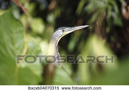 "Tiger Heron (Tigrisoma sp. ), Tortuguero National Park, Limon Province, Costa Rica, North America" View Large Photo Image Stock Photography - "Tiger Heron (Tigrisoma sp. ), Tortuguero National Park, Limon Province, Costa Rica, North America". Fotosearch
