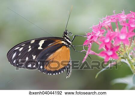 "Tiger Longwing (Heliconius hecale), captive, Emsland, Lower Saxony, Germany, Europe" View Large Photo Image Stock Image - "Tiger Longwing (Heliconius hecale), captive, Emsland, Lower Saxony, Germany, Europe". Fotosearch