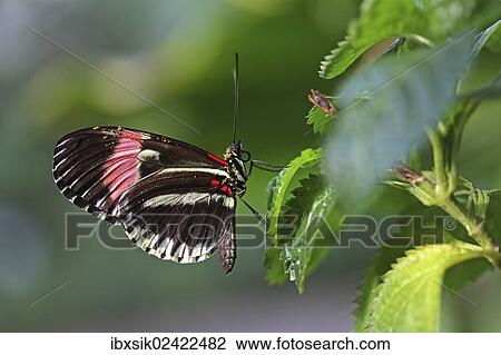 "Tiger Longwing (Heliconius hecale), Lake Constance, Baden-Wuerttemberg, Germany, Europe" View Large Photo Image Stock Image - "Tiger Longwing (Heliconius hecale), Lake Constance, Baden-Wuerttemberg, Germany, Europe". Fotosearch